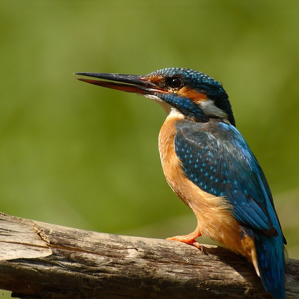 Kingfisher