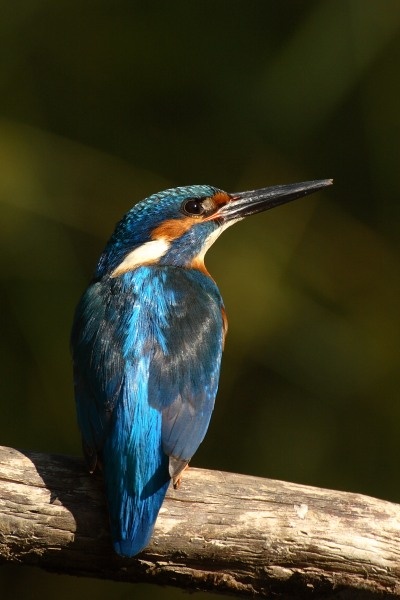 Kingfisher