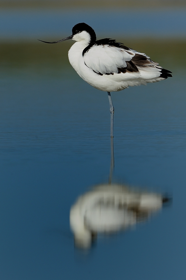 Pied Avocet
