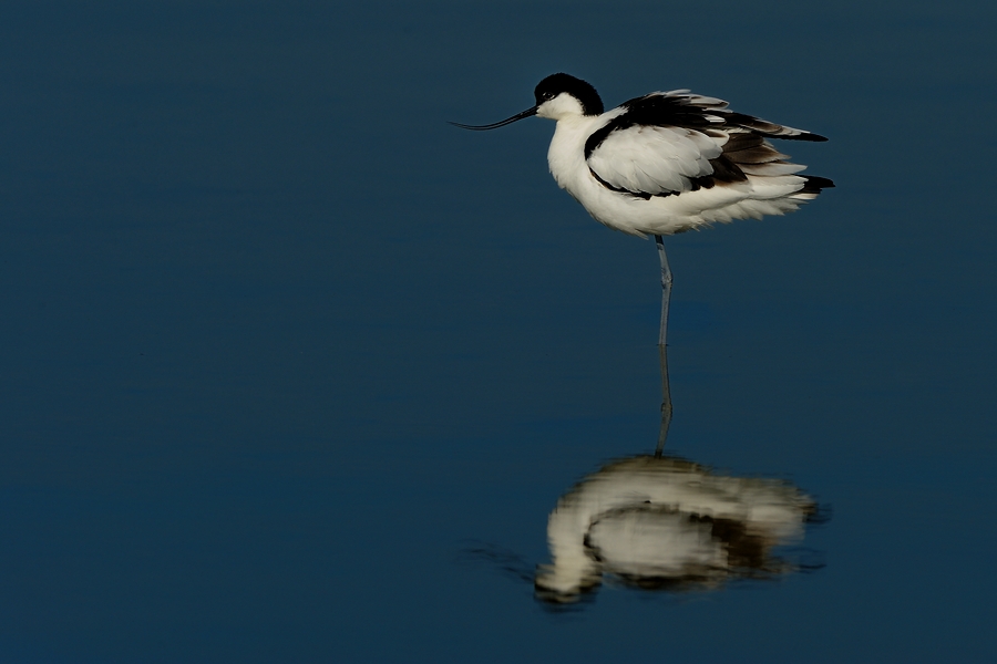 Pied Avocet