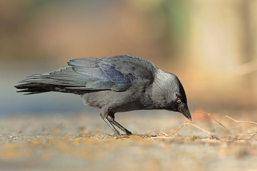 Corvus monedula