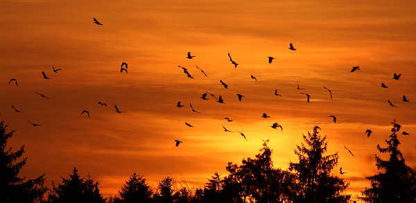 Sunset with the ravens