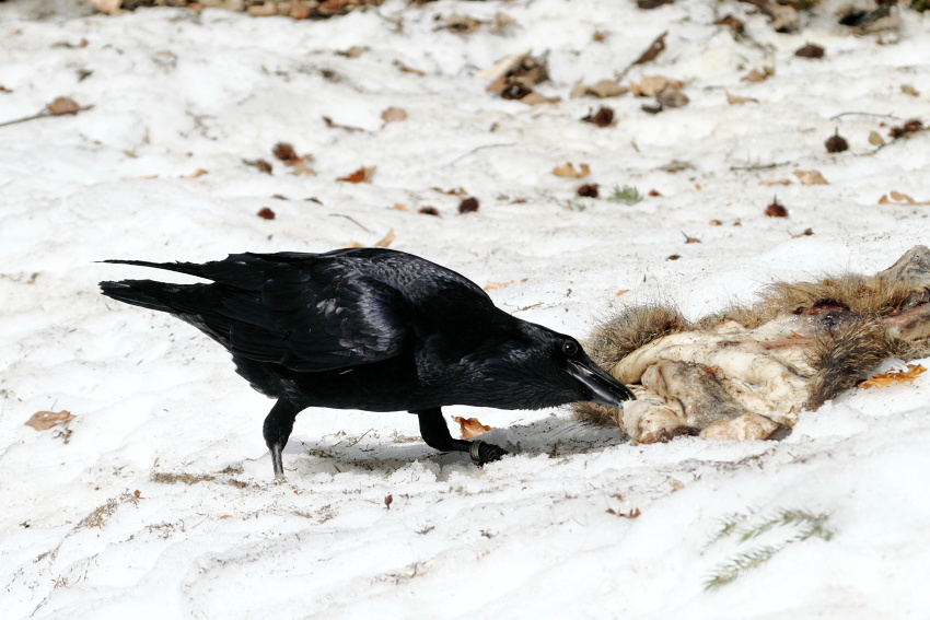 Common Raven