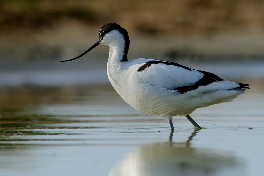 Pied Avocet