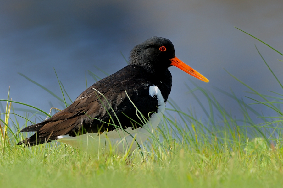 Eurasian Oystercatcher