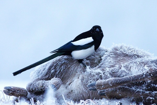 European Magpie
