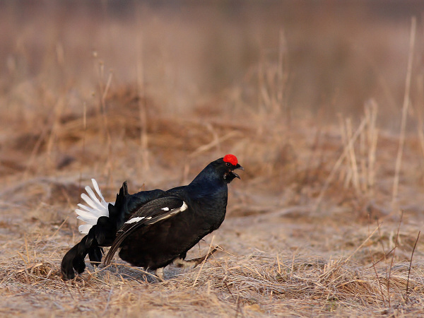 Black Grouse