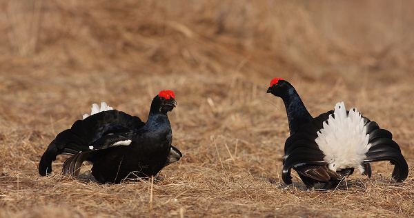 Black Grouse