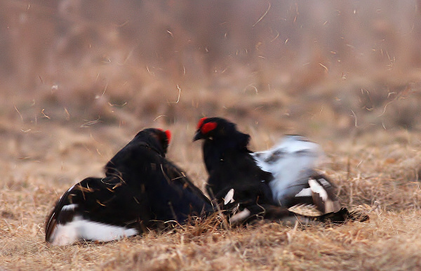 Black Grouse