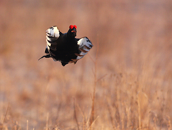Black Grouse