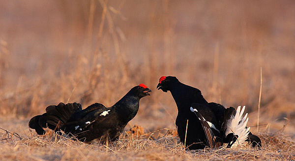 Black Grouse