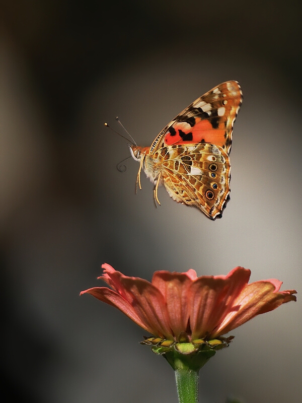Painted Lady