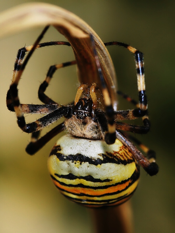 Orb-weaving Spider