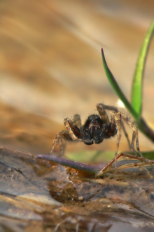 Pardosa amentata, spiders