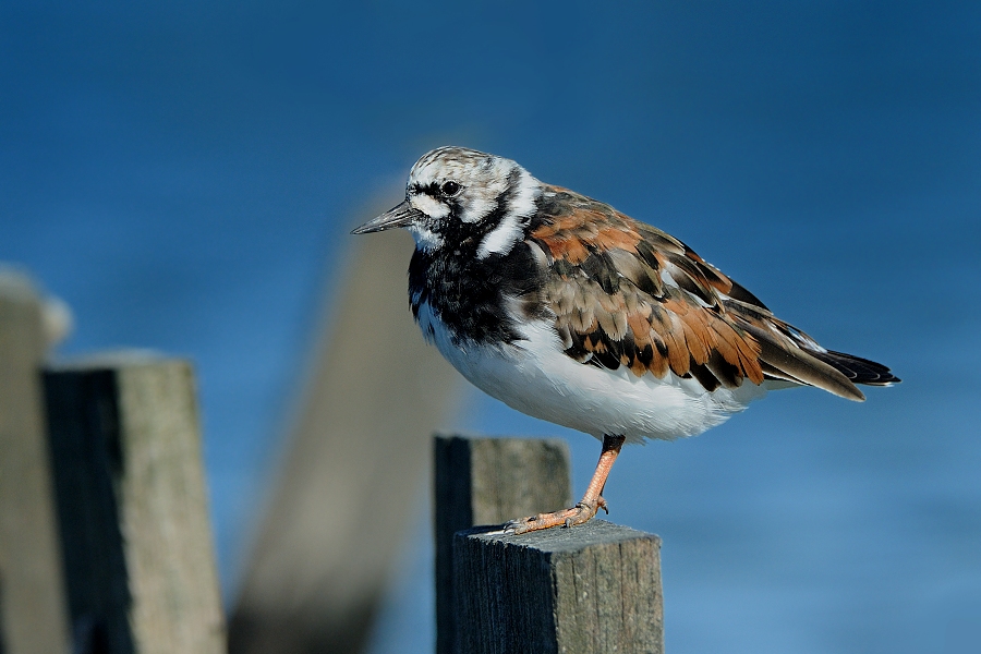 Ruddy Turnstone