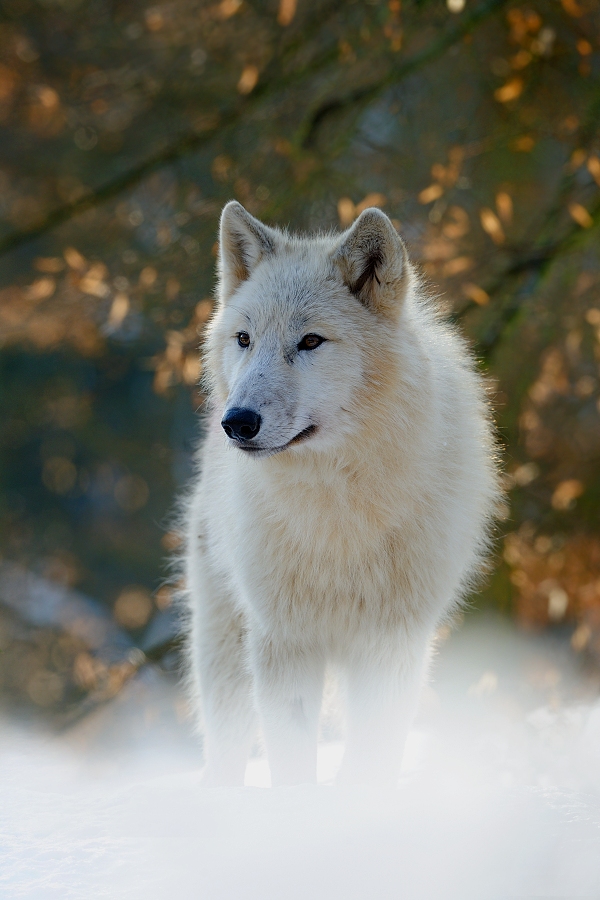 Arctic wolf