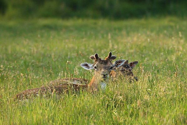 Sika deer Dybowského