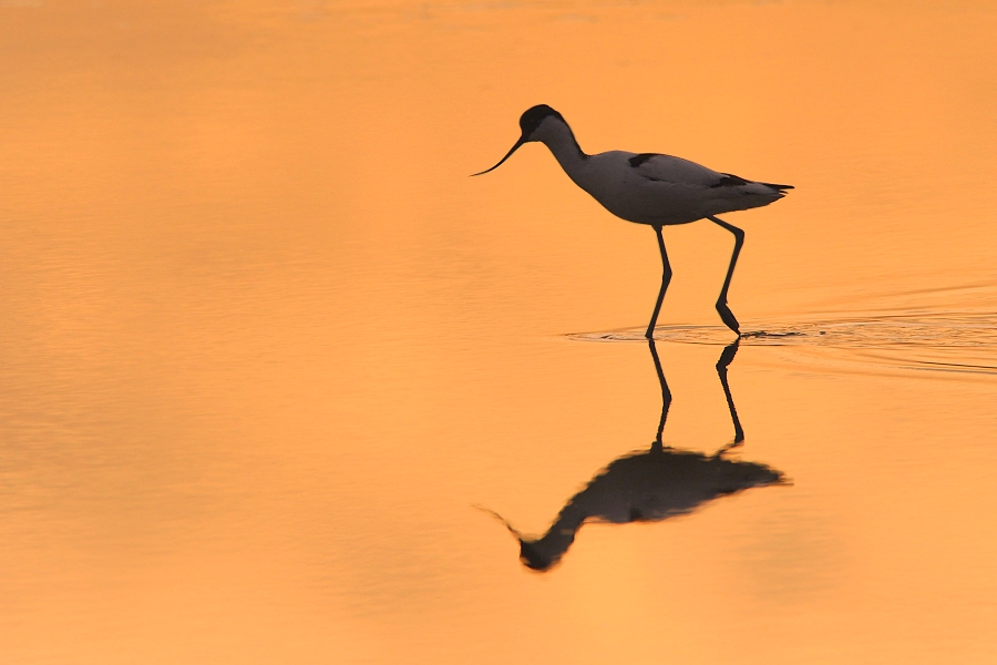 Pied Avocet