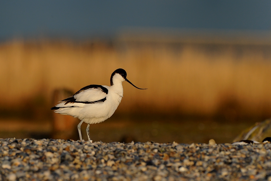 Pied Avocet