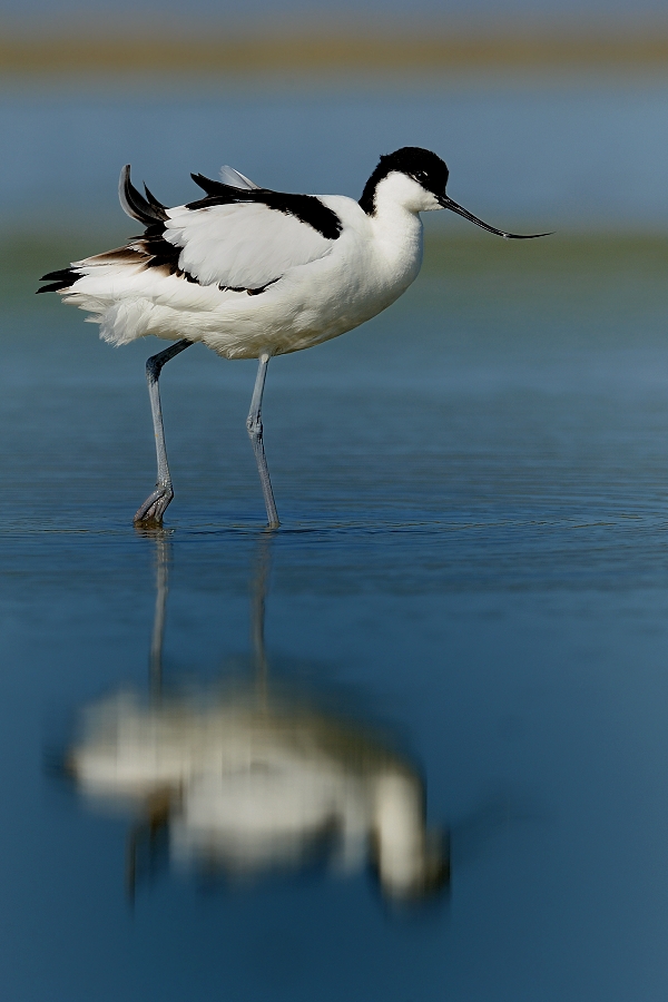 Pied Avocet