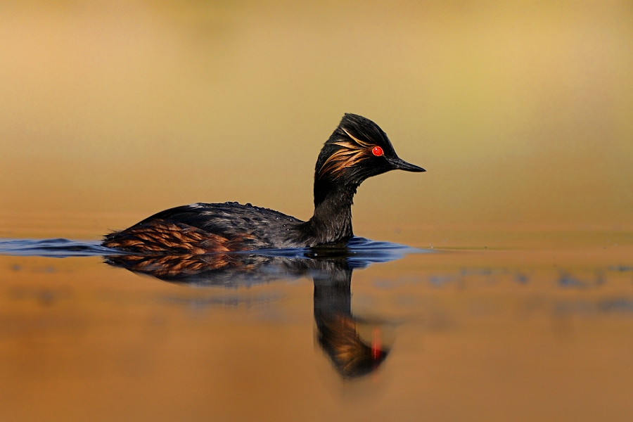 Black-necked Grebe