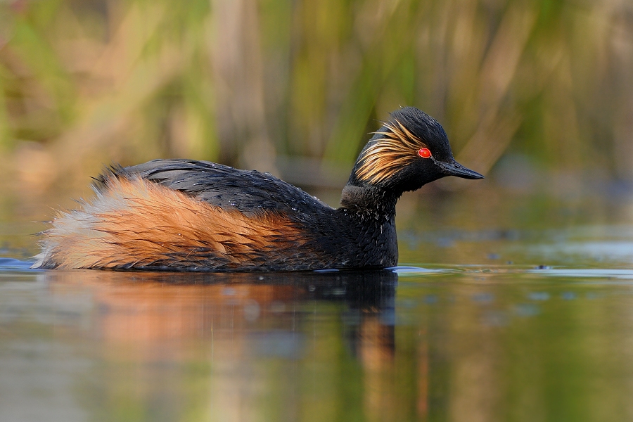 Black-necked Grebe