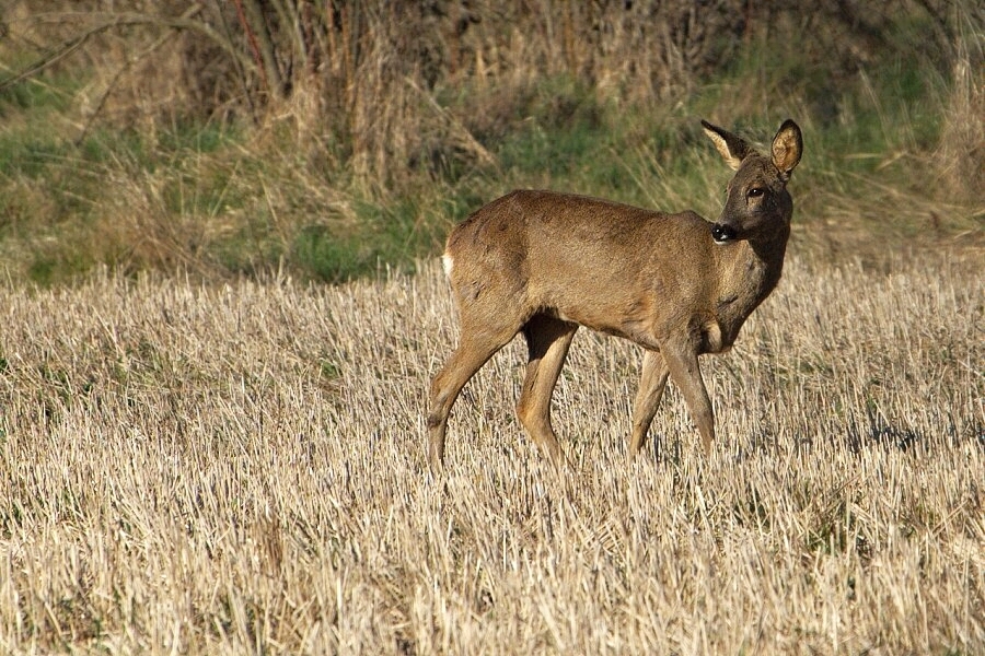 Doe