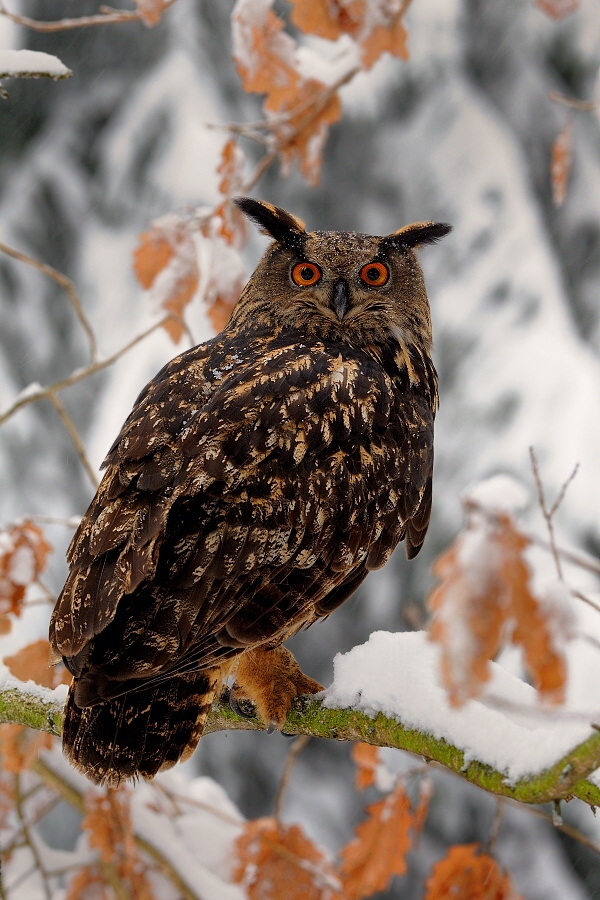 Eagle owl