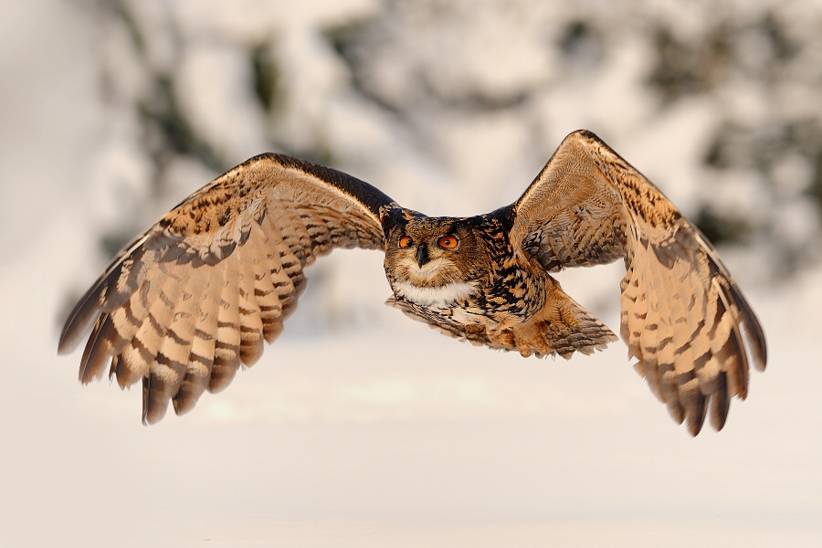 Eagle owl