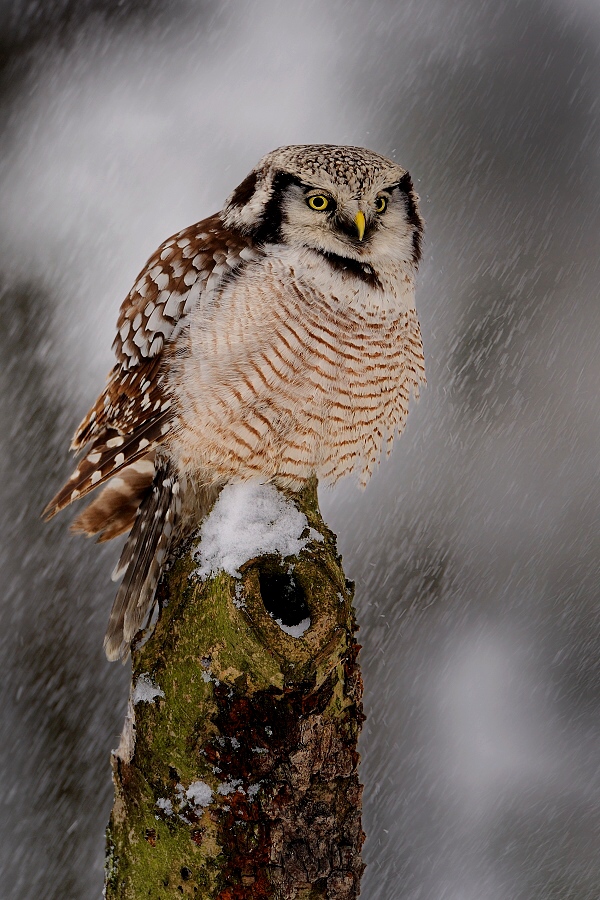 Northern Hawk Owl