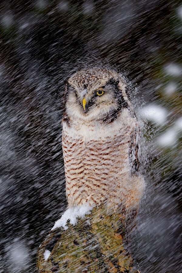Northern Hawk Owl