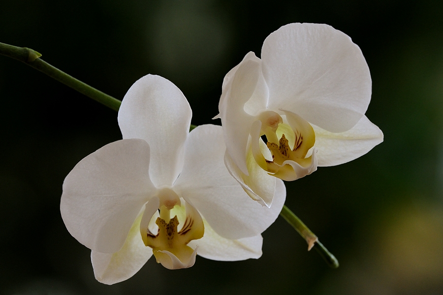 Phalaenopsis 