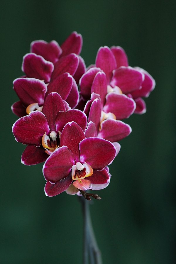 Phalaenopsis 