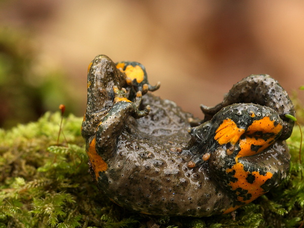 Yellow-Bellied Toad  