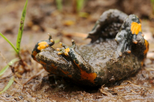 Yellow-Bellied Toad