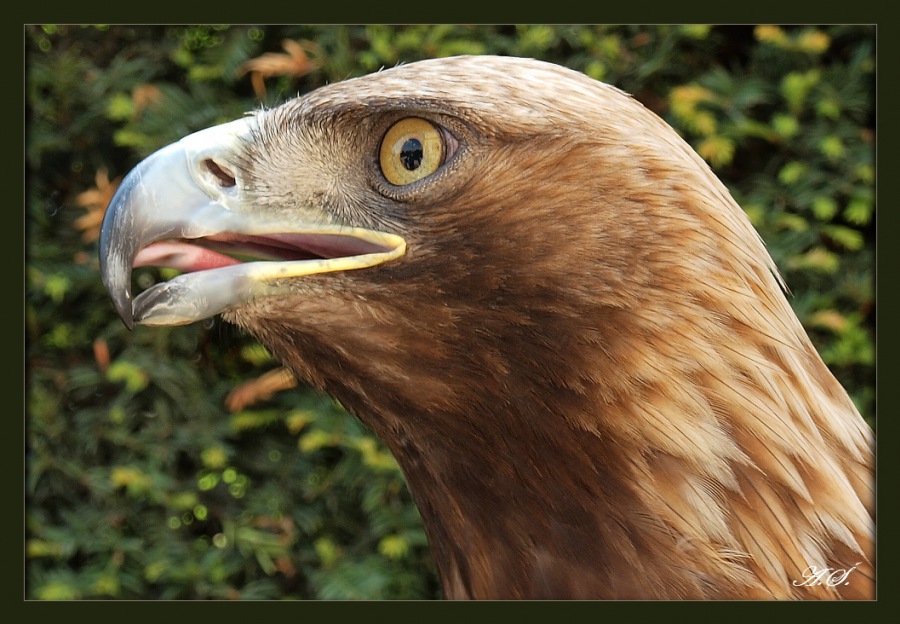 Golden Eagle