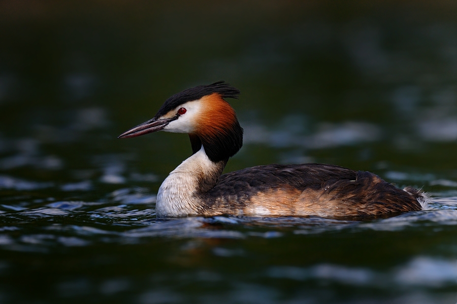 Great Crested Grebe