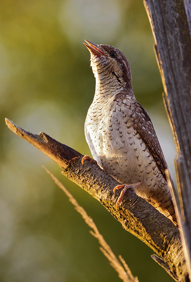 Wryneck
