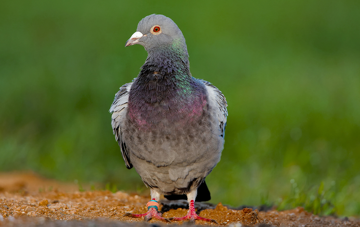 Domestic pigeon