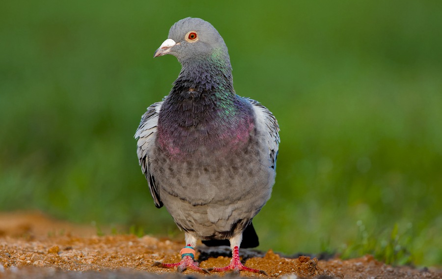 Domestic pigeon