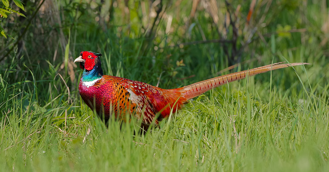 Pheasant