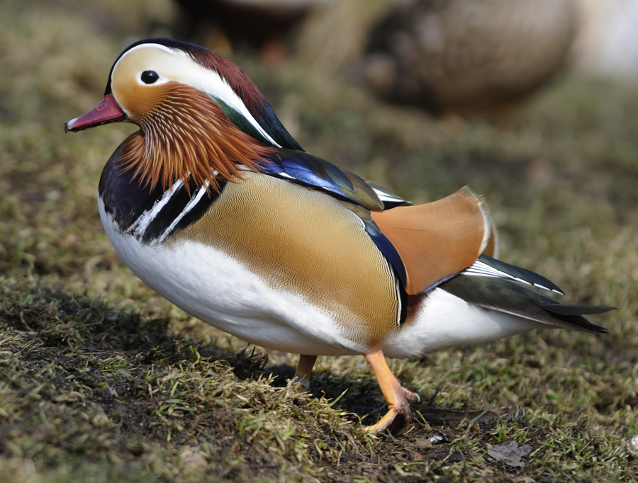 Mandarin Duck