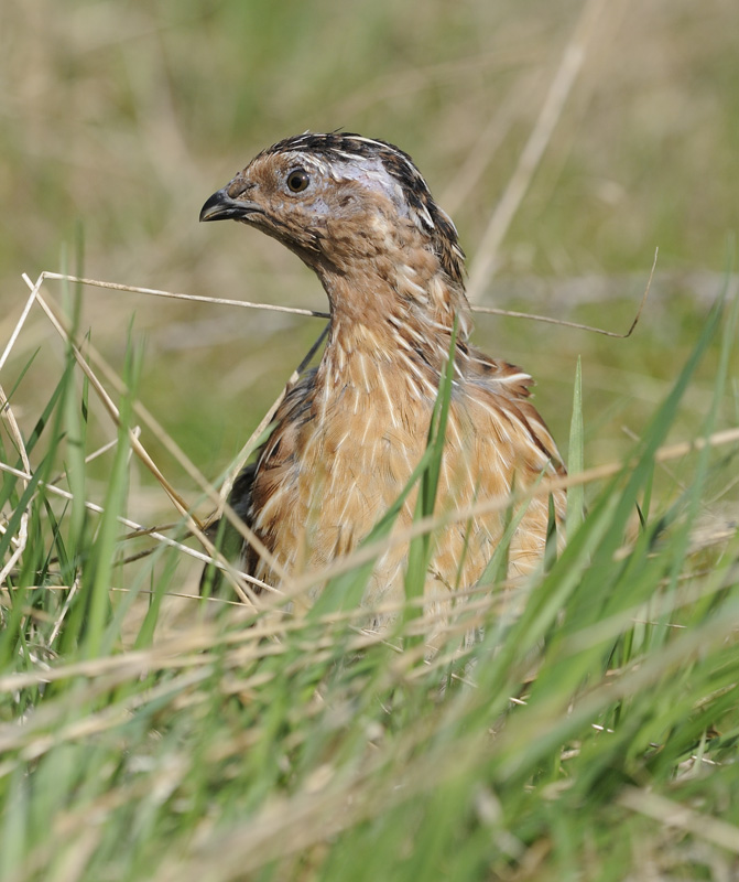 Common Quail 
