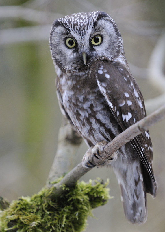 Tengmalm's Owl 