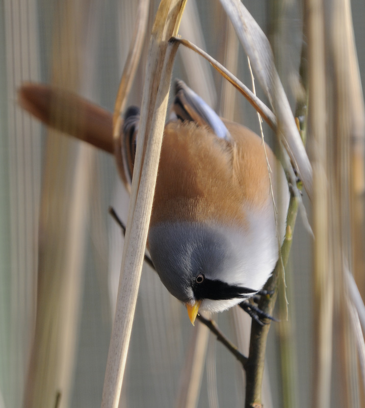 Bearded Reedl