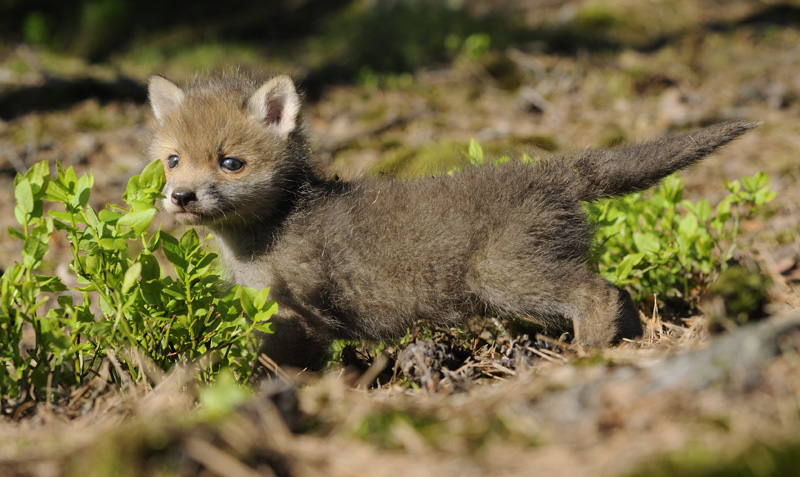 Red Fox