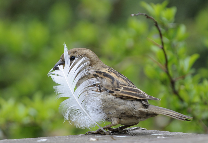 House Sparrow