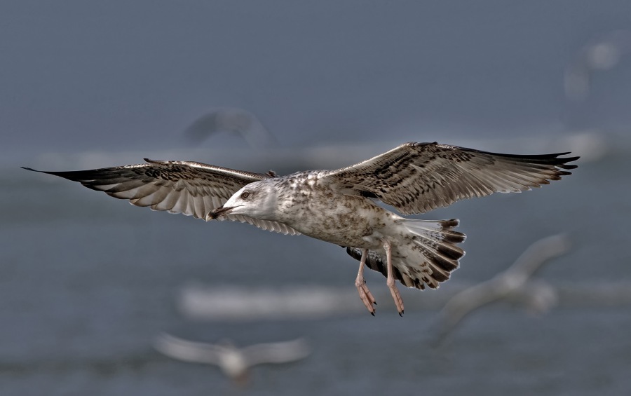Yellow-legged Gull