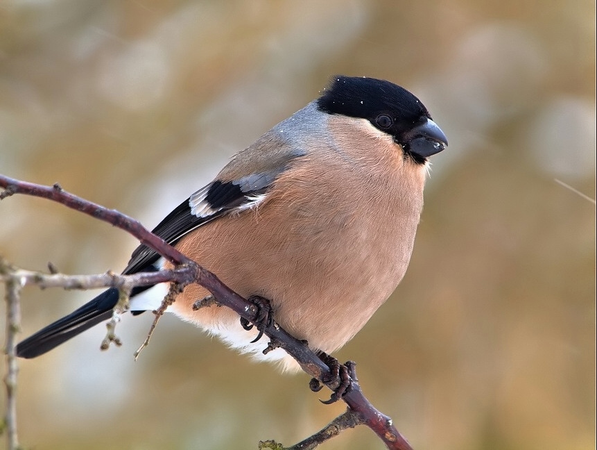 Bullfinch general - female