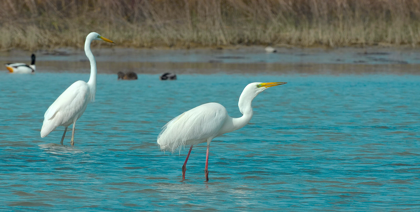 Ergetta Alba
